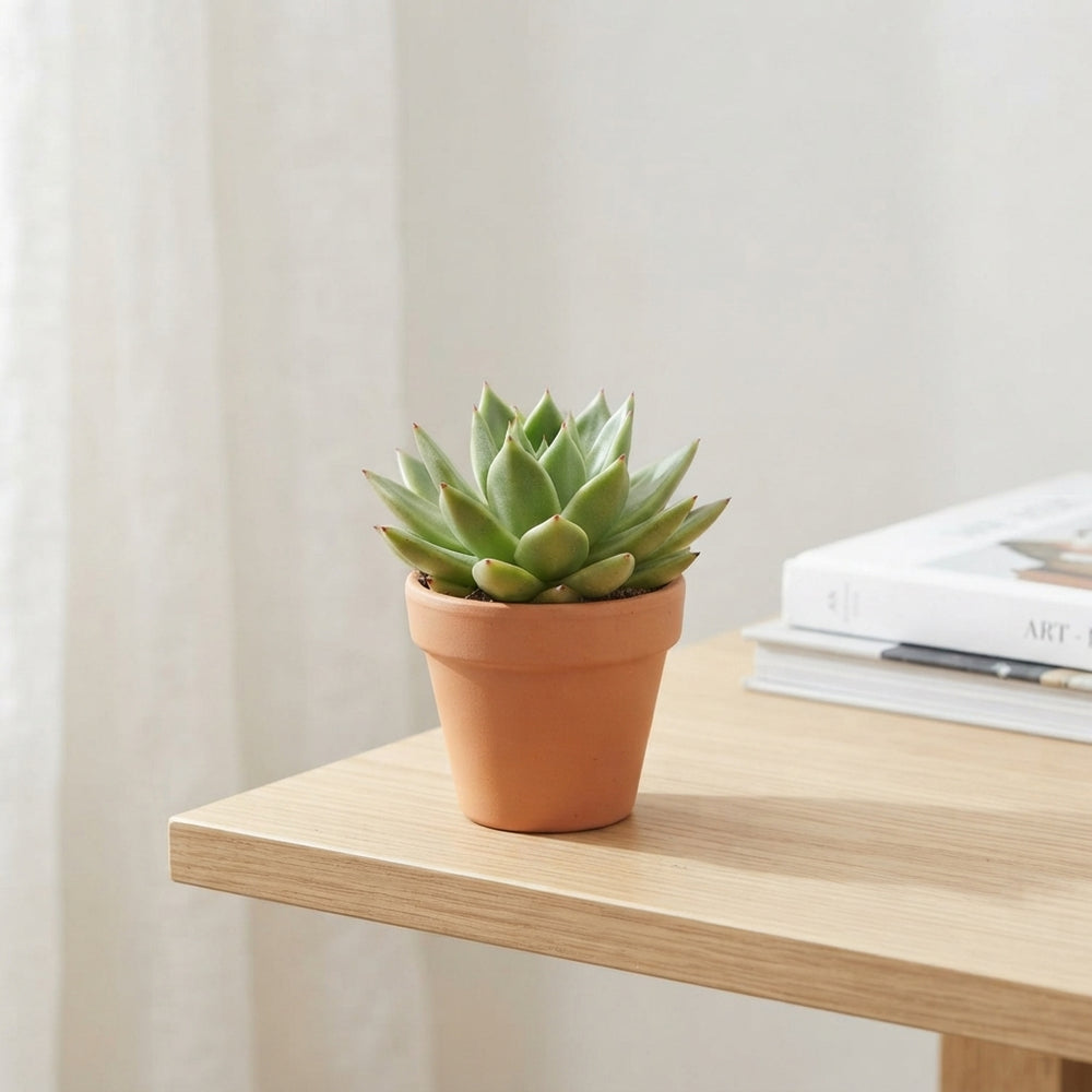 Mixed Echeveria Succulent – 5.5cm Pot