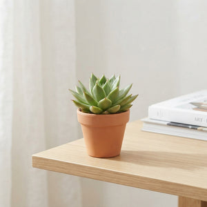 Mixed Echeveria Succulent – 5.5cm Pot