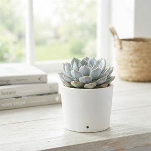 Mixed Succulent Plant – 5.5cm Pot