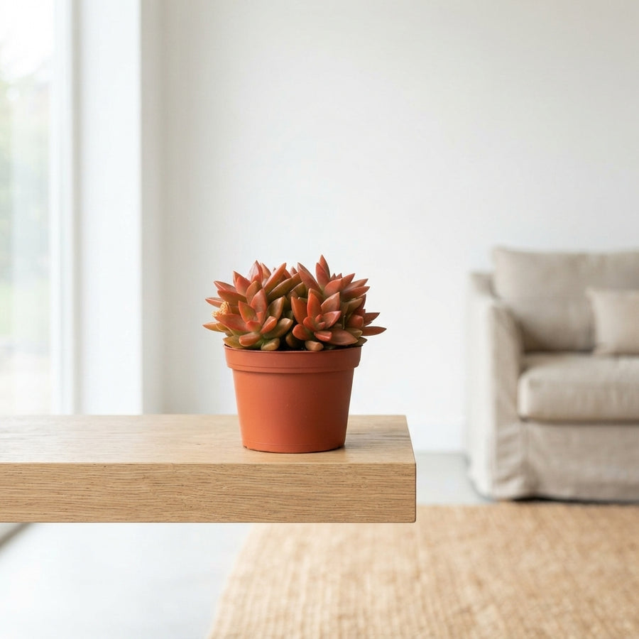 Plant Offers