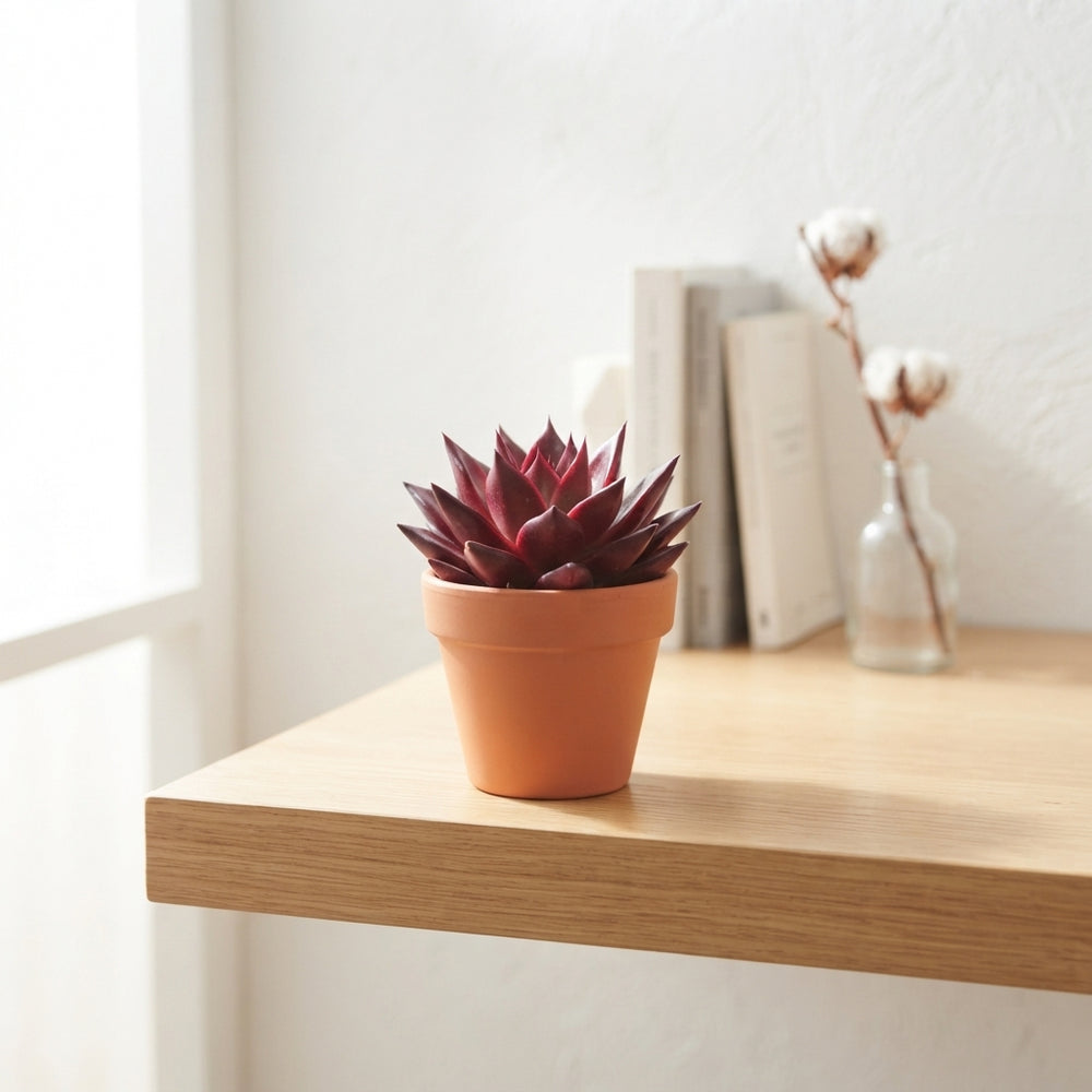 Mixed Echeveria Succulent – 7cm Pot
