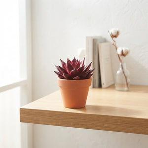 Mixed Echeveria Succulent – 7cm Pot
