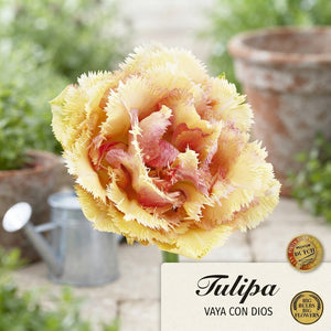 Tulipa ‘Vaya Con Dios’ Fringed Double Tulip Bulbs – Pack of 5