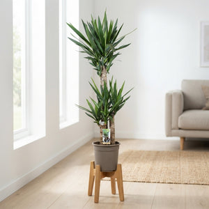 Yucca Houseplant – 24cm Pot, 130cm High