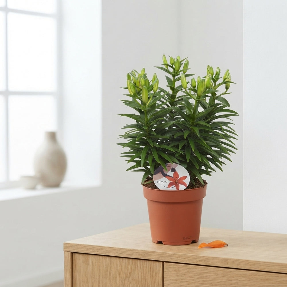 Orange Asiatic Lily (Lilium) – 19cm Pot