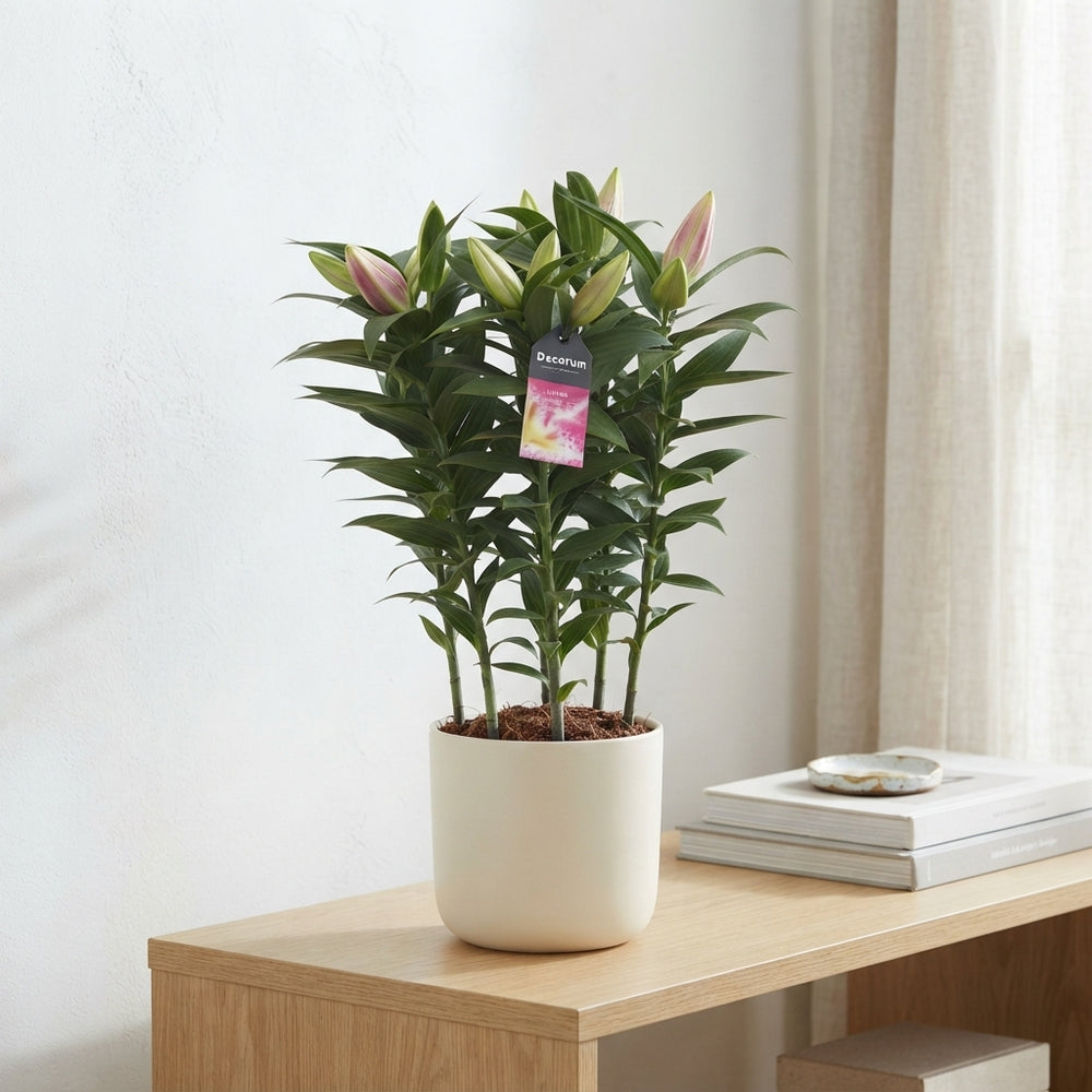 Pink Oriental Lily (Lilium Oriental Group) – 19cm Pot