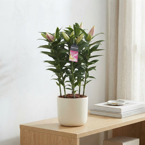 Pink Oriental Lily (Lilium Oriental Group) – 19cm Pot