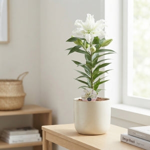 White Roselily Double Lily (Lilium) – 19cm Pot
