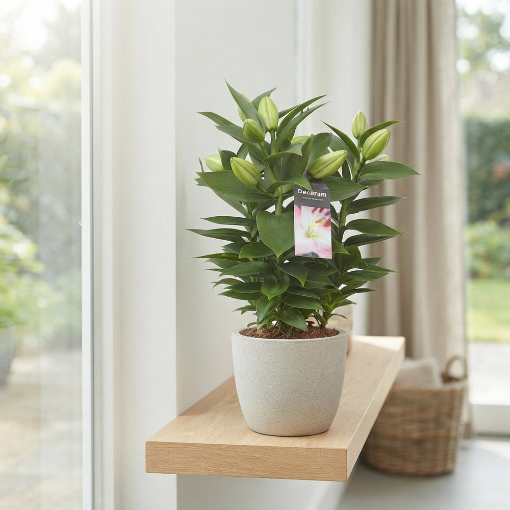 Pink Oriental Lily (Lilium Oriental Group) – 17cm Pot