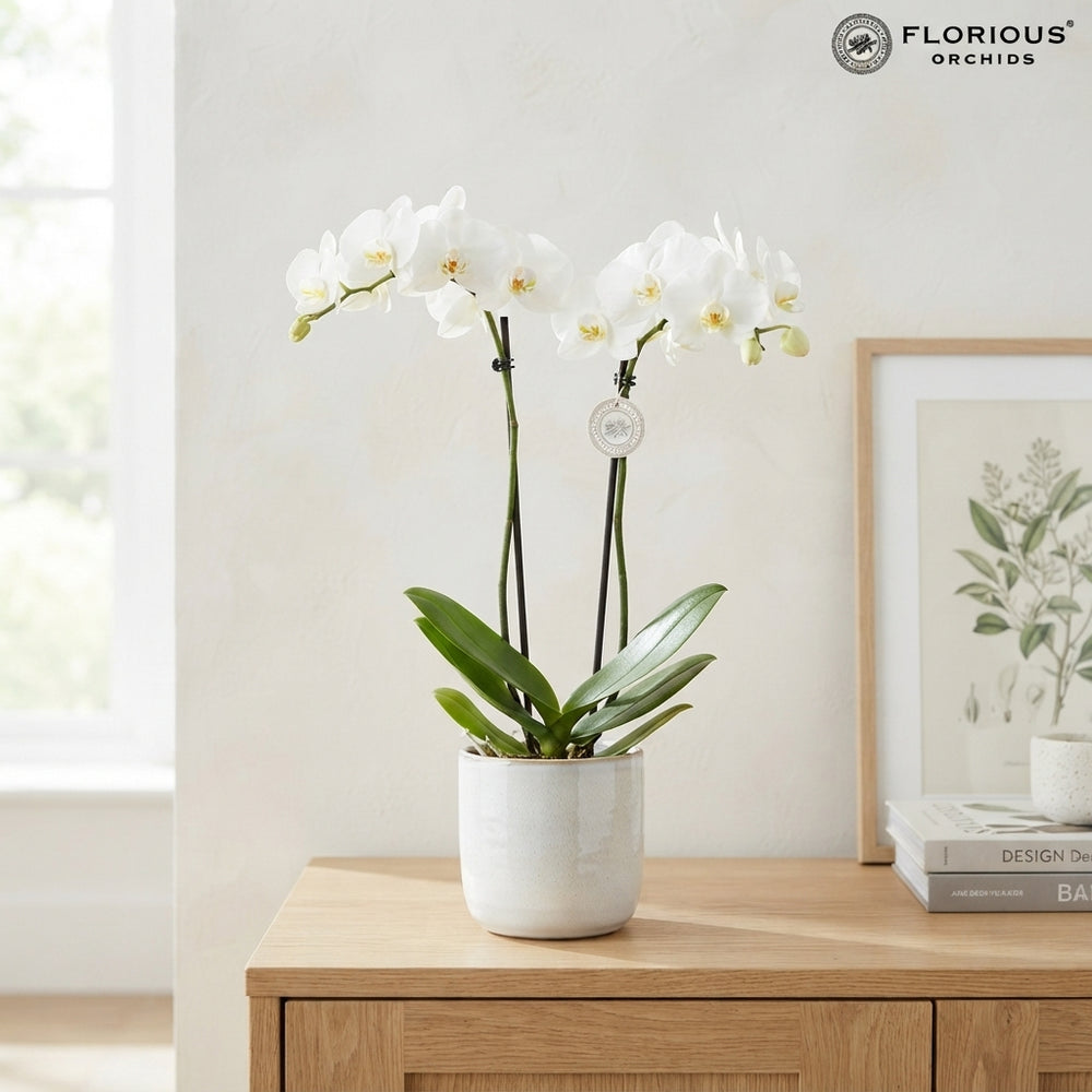 White Phalaenopsis Orchid – 15cm Pot, 95cm Tall