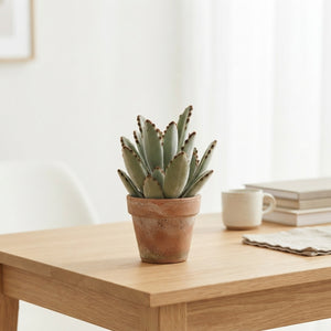 Dark Kalanchoe tomentosa – 5.5cm Pot