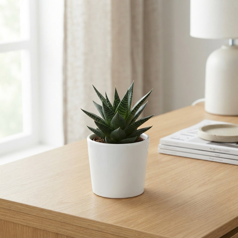 Mixed Aloe and Haworthia Succulents – 5.5cm White Ceramic Pot