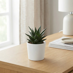 Mixed Aloe and Haworthia Succulents – 5.5cm White Ceramic Pot