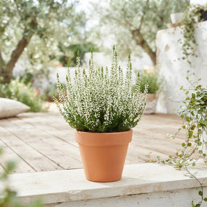 White Heather (Calluna vulgaris) – 10.5cm Pot