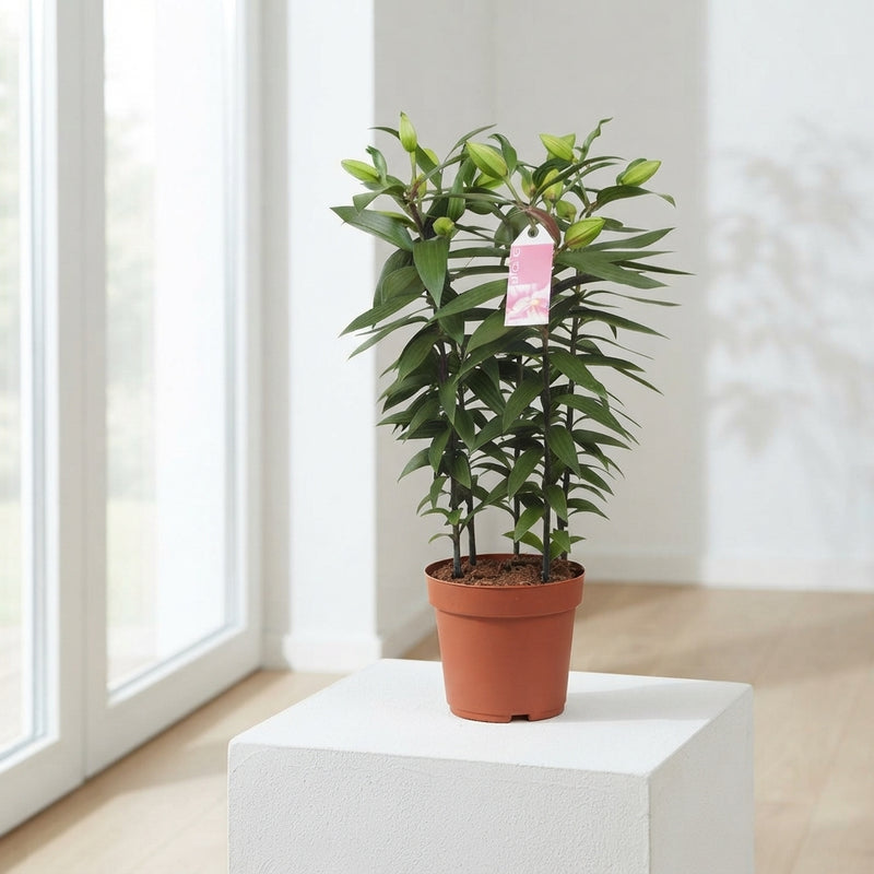 Pink Double Oriental Lily ‘Roselily Sara’ – 19cm Pot