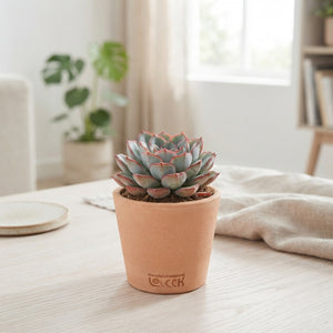 Echeveria ‘Pelisuda’ Succulent – 5.5cm Pot