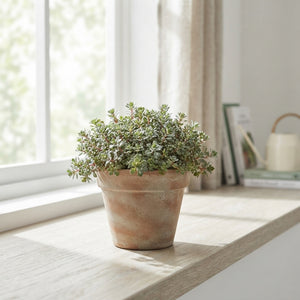 Sedum cauticola ‘Lidakense’ – 13cm Pot