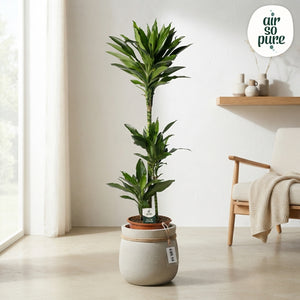 Janet Lind Dragon Tree (Dracaena fragrans) – 24cm Pot, 125cm Tall