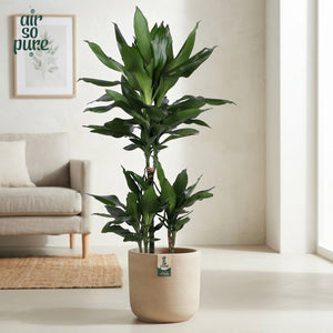 Dracaena fragrans ‘Janet Lind’ – 21cm Pot, 90cm High