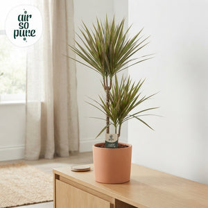 Dracaena Marginata Bicolor – 21cm Pot, 90cm Height