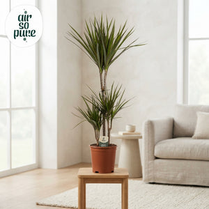 Dragon Tree (Dracaena marginata) – 21cm Pot, 95cm High