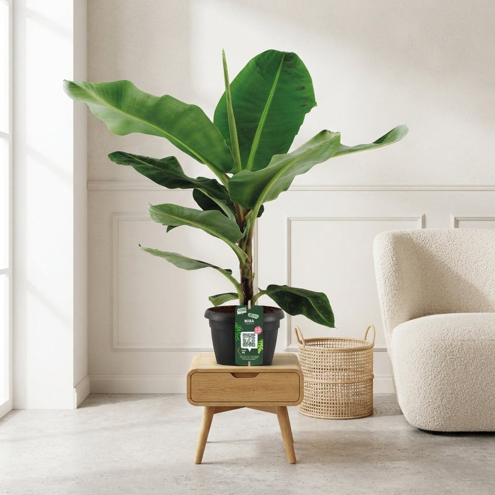 Dwarf Cavendish Banana Plant (Musa) – 35cm Pot