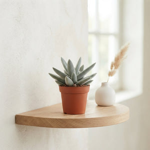Crassula ‘Silver Spark’ Succulent – 5.5cm Pot