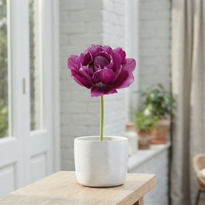 Tulipa ‘Garden Sensation’ Flower Bulbs – 12/+ Size