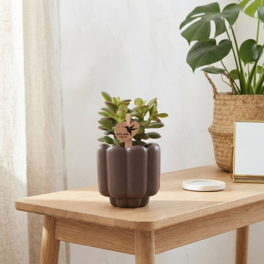 Mixed Succulent in Retro Ceramic Pot – 6cm