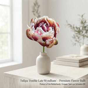 Tulipa ‘Wyndham’ Double Late Tulip Bulbs – Pack of 7