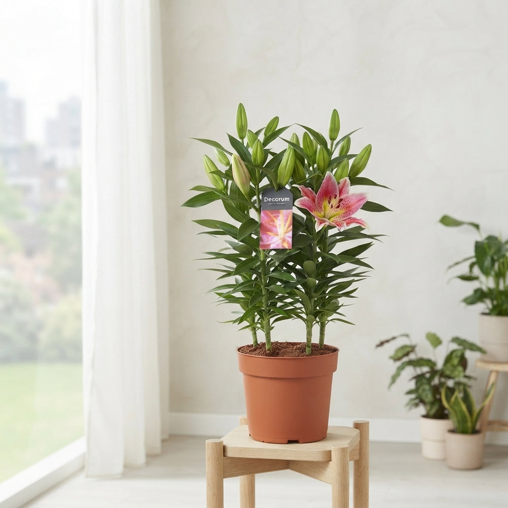 Pink Oriental Lily (Lilium Oriental Group) – 19cm Pot