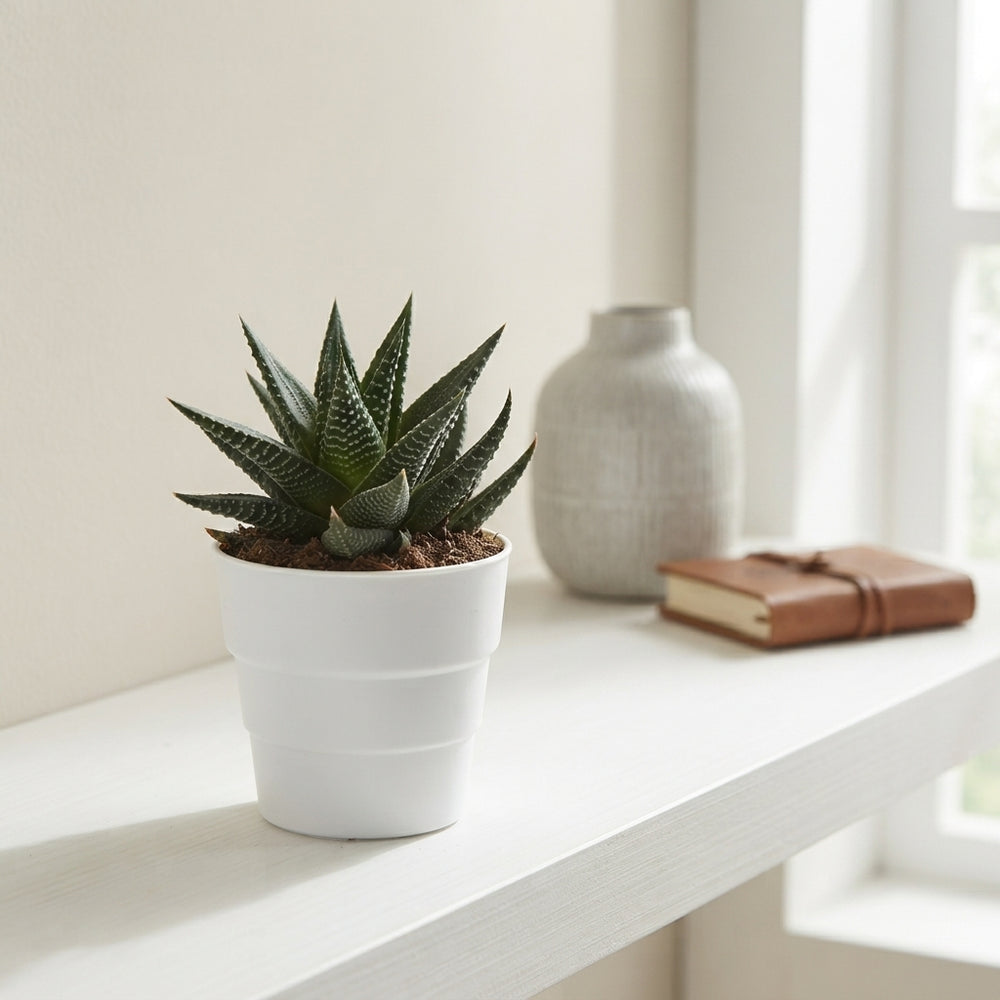 Mixed Succulent Plants – 5.5cm Pot