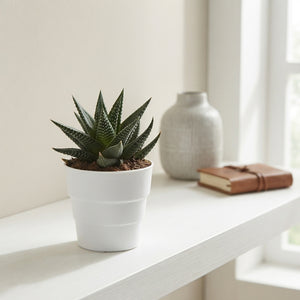 Mixed Succulent Plants – 5.5cm Pot