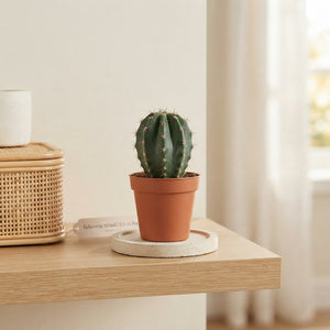 Mixed Cactus Collection – 5.5cm Pots