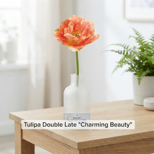 Tulipa ‘Amazing Grace’ Double Late Tulip Bulbs – Pack of 7