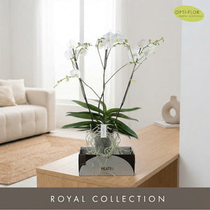 White Phalaenopsis Orchid ‘Theatro Classico’ – 17cm Pot