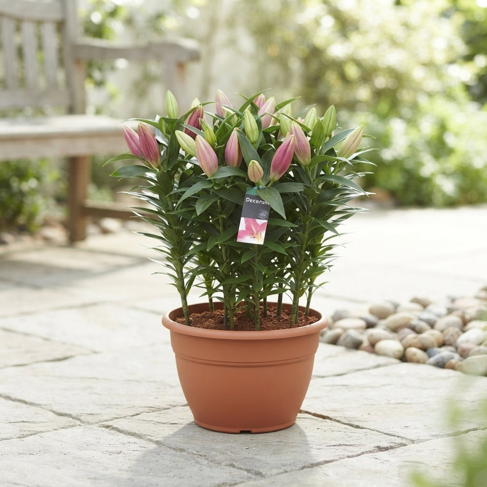 Pink Oriental Lily (Lilium Oriental Group) – 35cm Pot