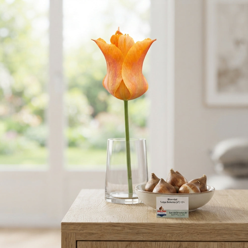Tulipa ‘Ballerina’ Lily-Flowered Tulip Bulbs – Pack of 7