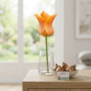 Tulipa ‘Ballerina’ Lily-Flowered Tulip Bulbs – Pack of 7