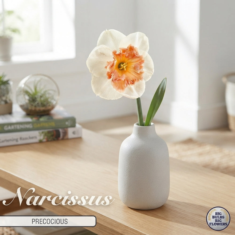 Narcissus ‘Precocious’ Daffodil Bulbs – Pack of 5