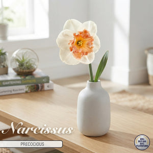 Narcissus ‘Precocious’ Daffodil Bulbs – Pack of 5