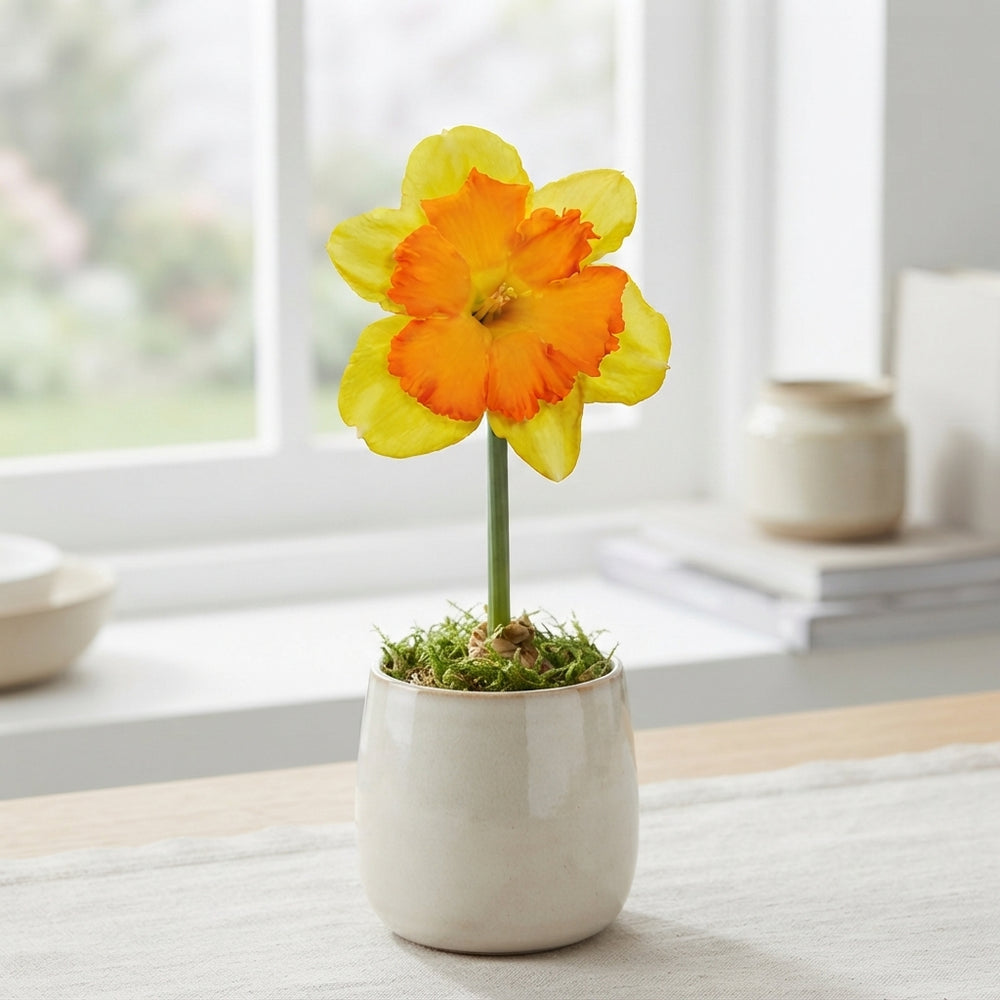 Narcissus ‘Congress’ Daffodil Bulbs – Pack of 5