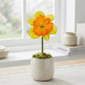 Narcissus ‘Congress’ Daffodil Bulbs – Pack of 5