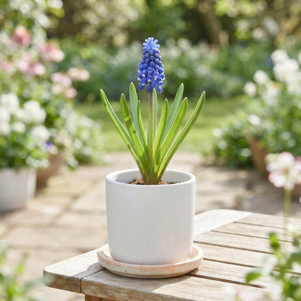 Armenian Grape Hyacinth (Muscari armeniacum) Bulbs – 20 Pack