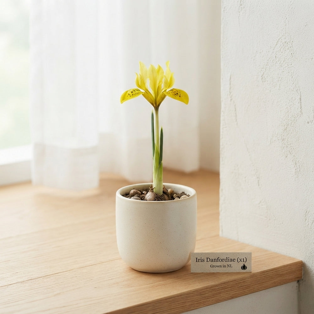 Danford Iris Bulbs (Iris danfordiae) – Pack of 15