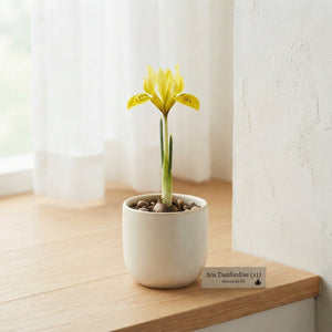 Danford Iris Bulbs (Iris danfordiae) – Pack of 15