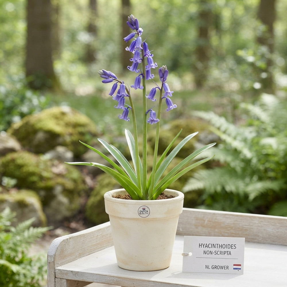 Bluebells (Hyacinthoides non-scripta) – 8/9 Bulbs