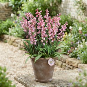 White Spanish Bluebell Bulbs (Hyacinthoides hispanica) – Pack of 10