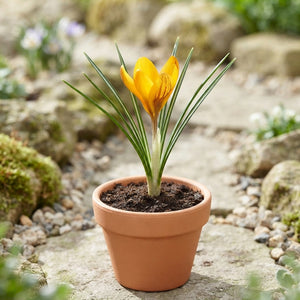 Orange Monarch Crocus Bulbs – Pack of 10
