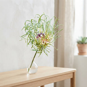 Allium ‘Hair’ Flower Bulbs – Mixed Colours